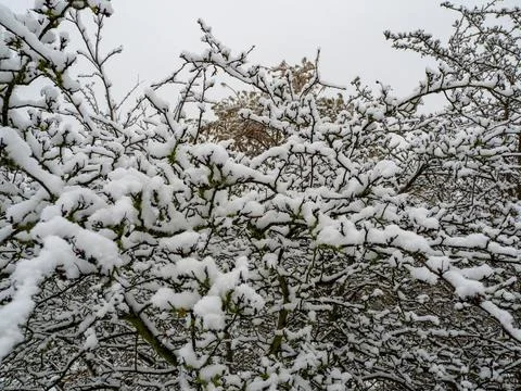 Branches of trees in the snow. Stock Photos