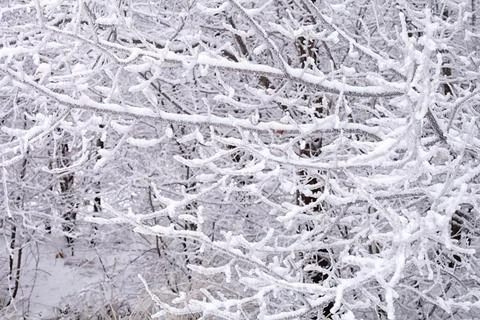 Branches of trees in the snow in the winter forest, background, close-up. Stock Photos
