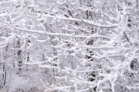 Branches of trees in the snow in the winter forest, background, out of focus, Stock Photos