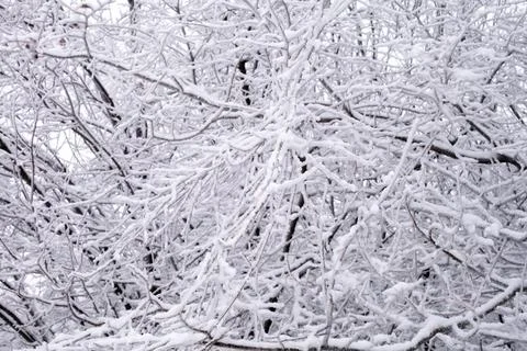 Branches of trees in the snow in the winter forest, background Stock Photos