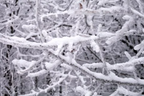 Branches of trees in the snow in the winter forest, background, close-up. Foto stock
