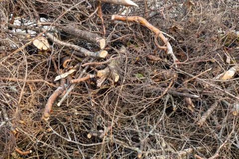Branches of trees stacked in a pile, background, texture Stock Photos