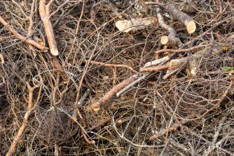 Branches of trees stacked in a pile, background, texture Stock Photos