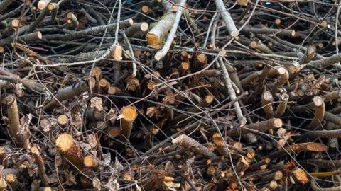 Branches of trees stacked in a pile, background, texture Foto stock