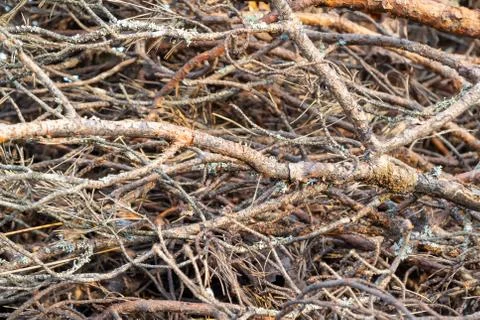 Branches of trees stacked in a pile, background, texture Stock Photos