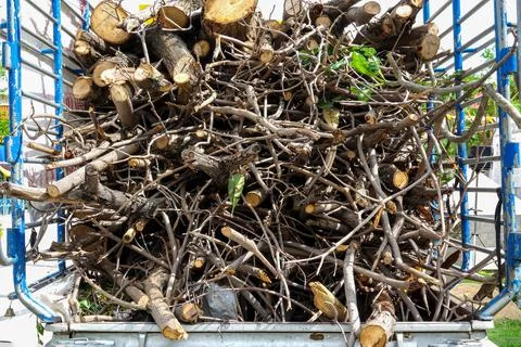 Branches of trees stacked in a pile, background, texture Photos