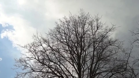 Branches of trees stagger in the wind. Vidéo 108425861