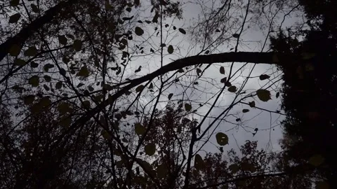 Branches of trees stretch across the sky, leaves at autumn Video stock 318600410