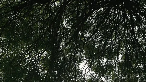Branches of trees stretch across the sky, creating an intricate pattern against Stock Footage 339096031