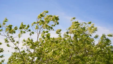 The branches of the trees sway in the breeze. Windy weather on a bright spring Stock Footage 276962824