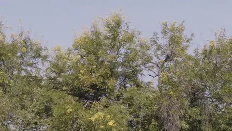 Branches of trees swaying in the wind during a sunny day Stock Footage 281287224