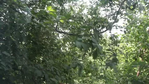 The branches of trees swaying in the wind Stock Footage 11217500