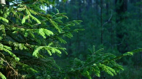 The branches of trees swaying in the wind in the forest summer. Stock Footage 60205529