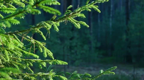 The branches of trees swaying in the wind in the forest. Stock Footage 60206130