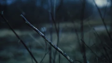 Branches of trees swaying in the wind in rainy weather. Late autumn Stock Footage 85747091