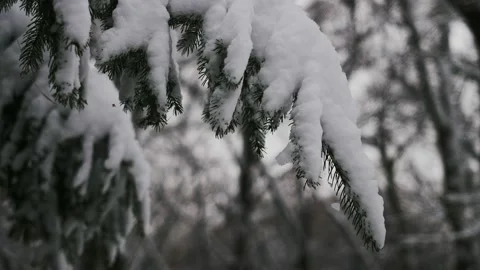Branches Of Trees Thickly Covered With White Fresh Snow Stock Footage 221586784
