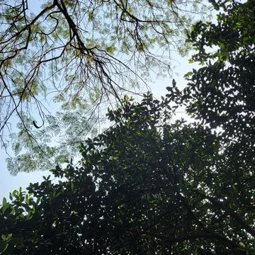 Branches of trees with varying foliage stretch against a clear blue sky Stock Photos
