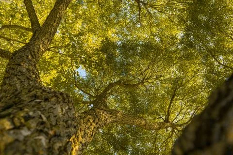 Branches of trees in the view from below Stock Photos