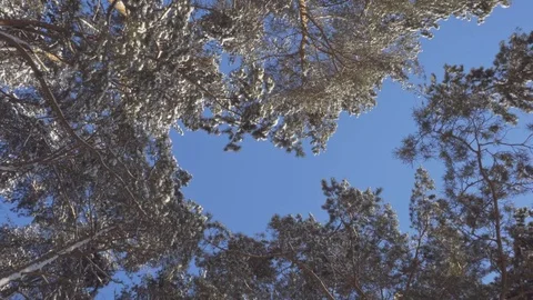 Branches of trees in the winter against the sky Stock Footage 71301093