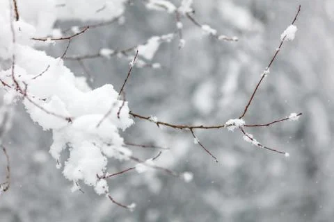 Branches of trees in winter Stock Photos