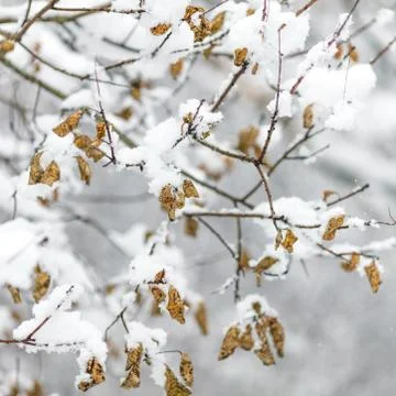 Branches of trees in winter Stock Photos