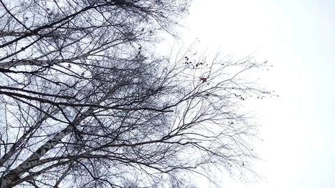 Branches of trees in the winter sky Stock-Footage 99832181