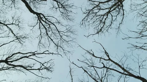 Branches of trees without leaves against the sky 스톡 동영상 264092606