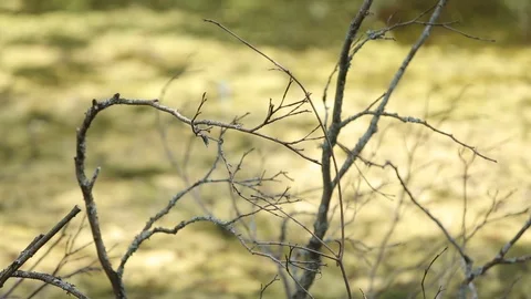 Branches of trees without leaves in autumn on a background of green grass Stock-Footage 95247138