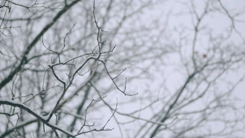 Branches trees without leaves covered with snow against sky. Pan. Stock Footage 172482548