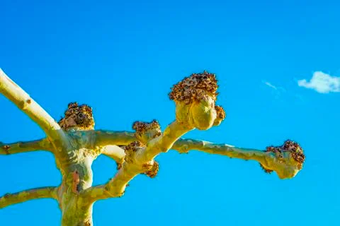 Branches of trees without leaves in an spring park. Strange and rare African Stock Photos