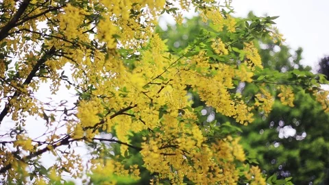 Branches of trees yellow leaf background sky bright garden day plants season Stock Footage 98646037