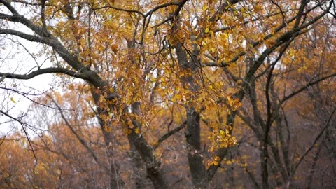Branches of trees with yellow leaves on the forest background. Stock Footage 105364890