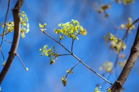 Branches of trees with young greens Stock Photos