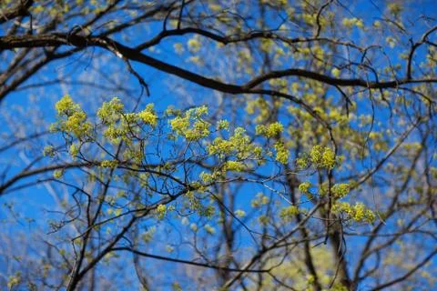 Branches of trees with young greens Foto stock