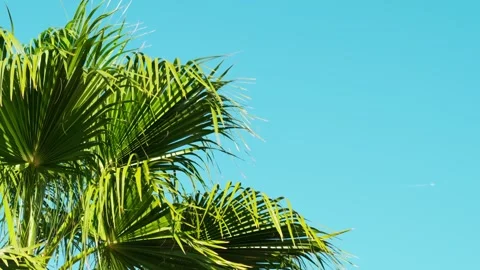 Branches of a tropical green palm tree against a clear blue sky. 스톡 동영상 330062074