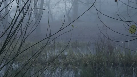 Branches &amp; twigs overlooking a pond 動画素材 145219501