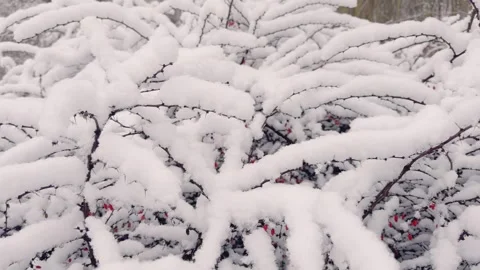 Branches under a layer of snow in nature Stock Footage 306062698