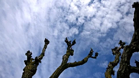 Branches under the sky Stock Footage 7909764