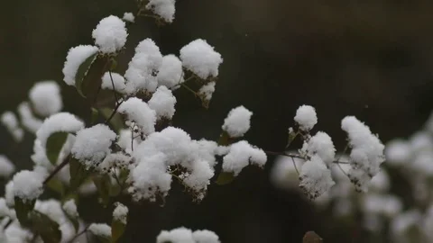 The branches under the snow Stock Footage 70672567