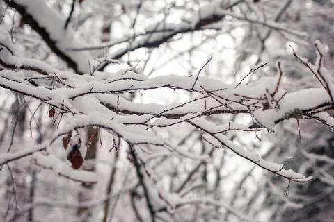 Branches under the snow in the forest Stock Photos