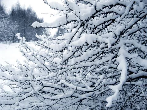 Branches under a snow Stock Photos
