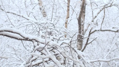 Branches under the snow. Snowfall Stock Footage 123003836