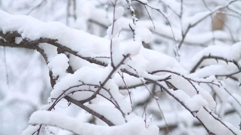 Branches under the snow. Snowfall Stock Footage 123003916