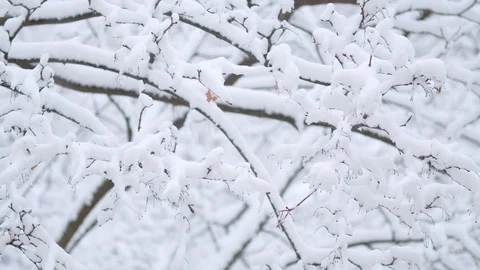 Branches under the snow. Snowfall Stock Footage 123043741