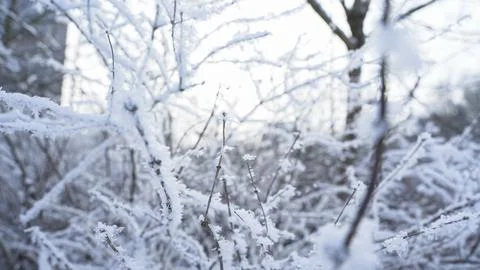 Branches under the snow in winter. Trees under weight of snow. Stock Photos