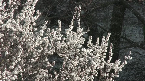 Branches under snowy gusts and sunlight with apricot flowers on them. Video stock 311991723