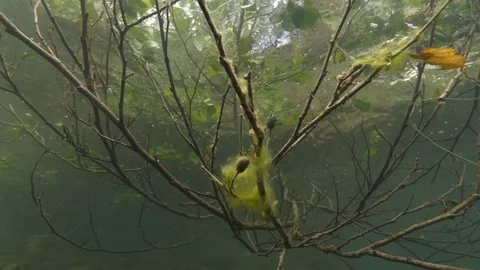 Branches under the water surface, Albano lake, It, Albano lake, Italy Stock Footage 107571815