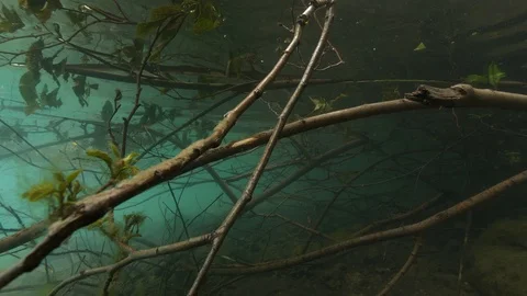 Branches under the water surface, Albano lake, Italy Stock Footage 107685503