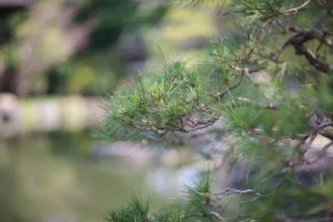 Branches of undersized pine with bright needles on a pond in a park in Tokyo. Stock Photos