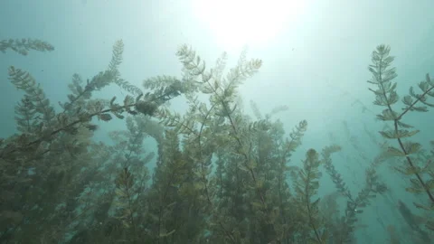 Branches underwater, Detail from a lower position, Martignano lake Stock Footage 225056687